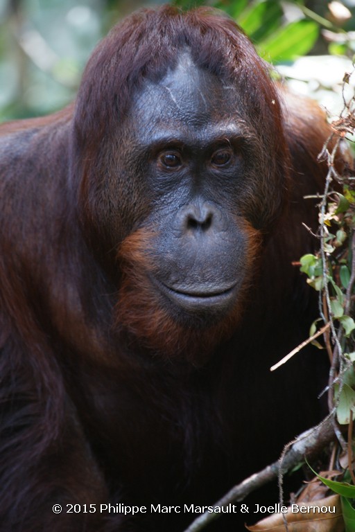 /ecran/Borneo_Bali_2015_0262.jpg