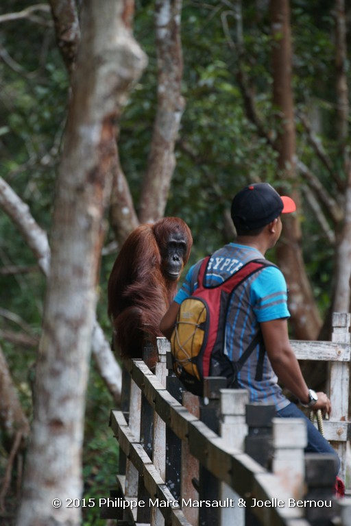 /ecran/Borneo_Bali_2015_0269.jpg