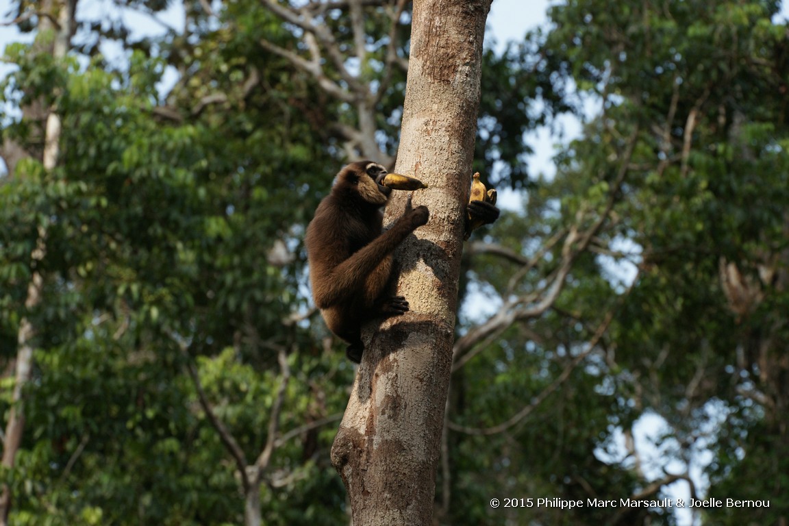 /ecran/Borneo_Bali_2015_0295.jpg