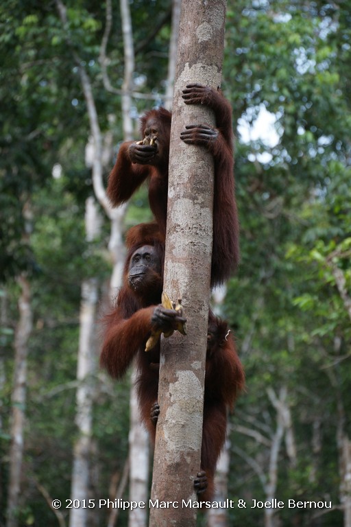 /ecran/Borneo_Bali_2015_0300.jpg