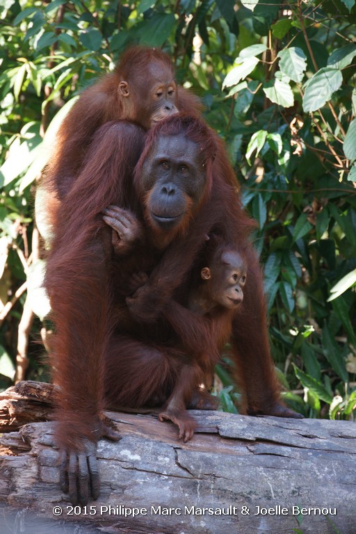 /ecran/Borneo_Bali_2015_0321.jpg