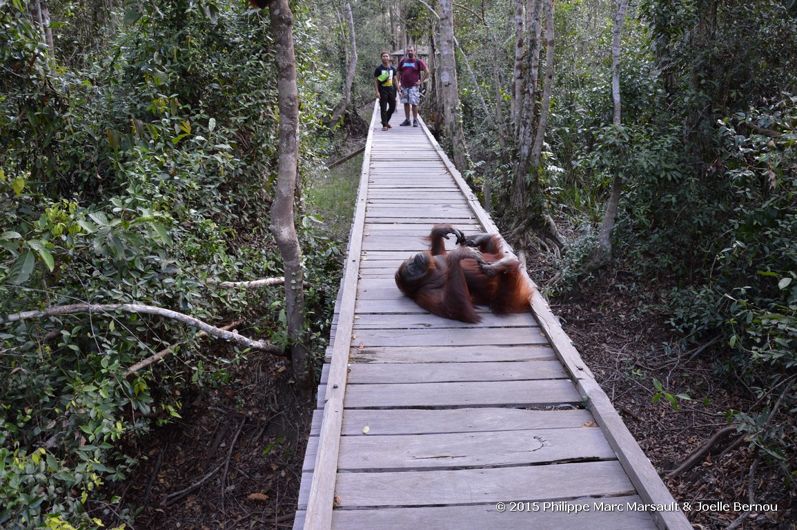 /ecran/Borneo_Bali_2015_0336.jpg