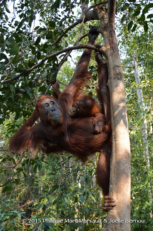 /ecran/Borneo_Bali_2015_0342.jpg