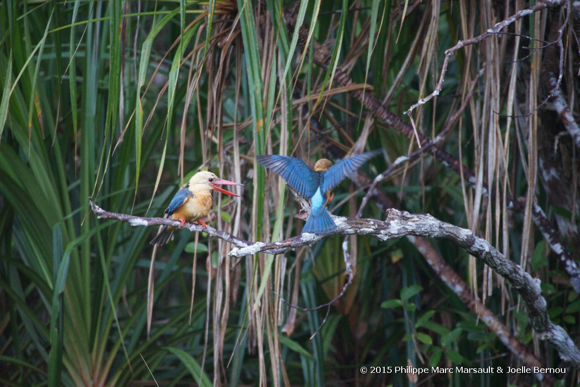/ecran/Borneo_Bali_2015_0367.jpg