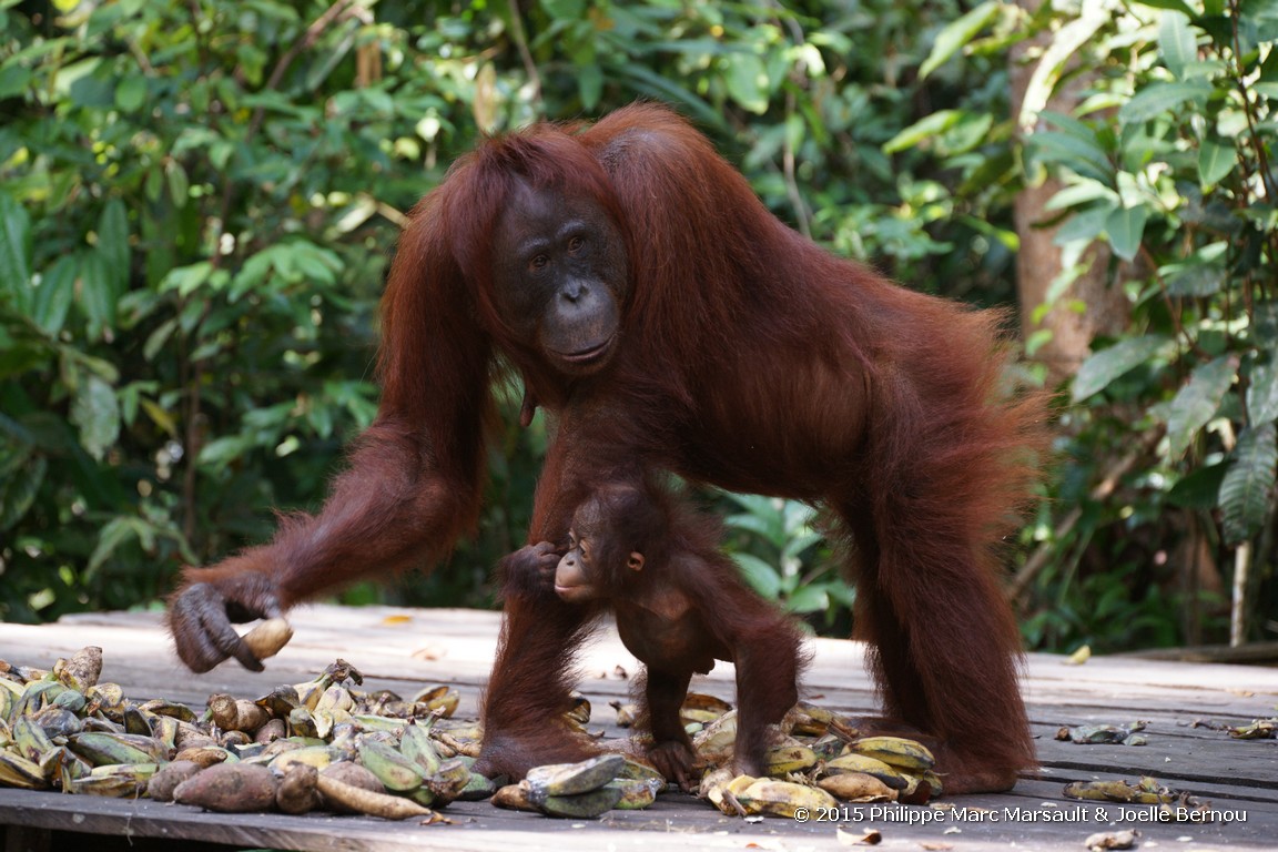 /ecran/Borneo_Bali_2015_0425.jpg
