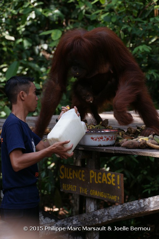 /ecran/Borneo_Bali_2015_0427.jpg