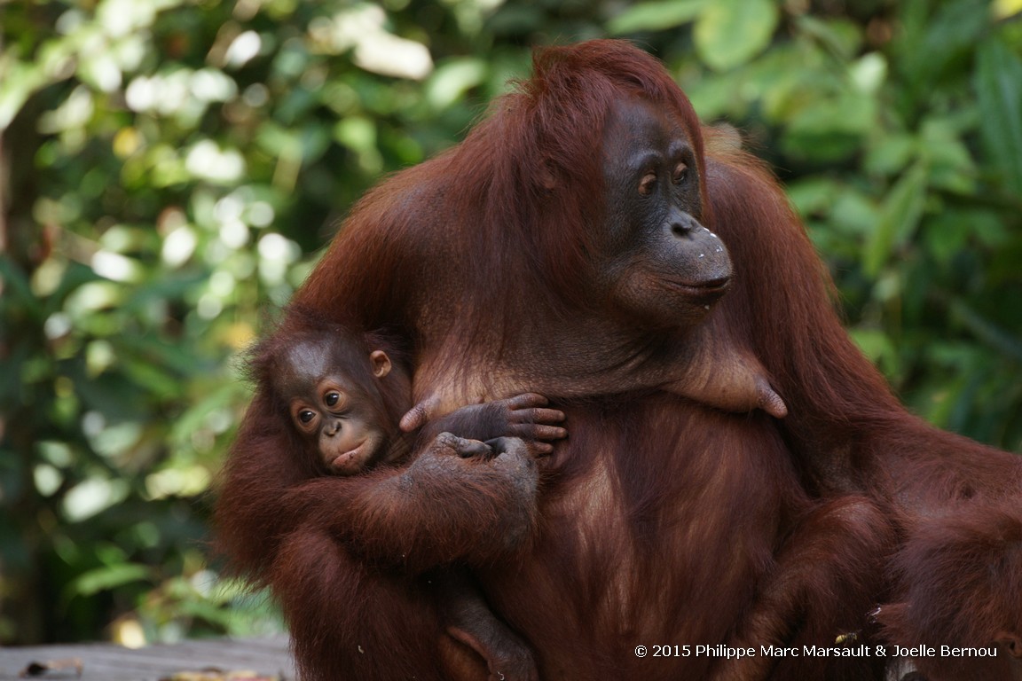 /ecran/Borneo_Bali_2015_0428.jpg