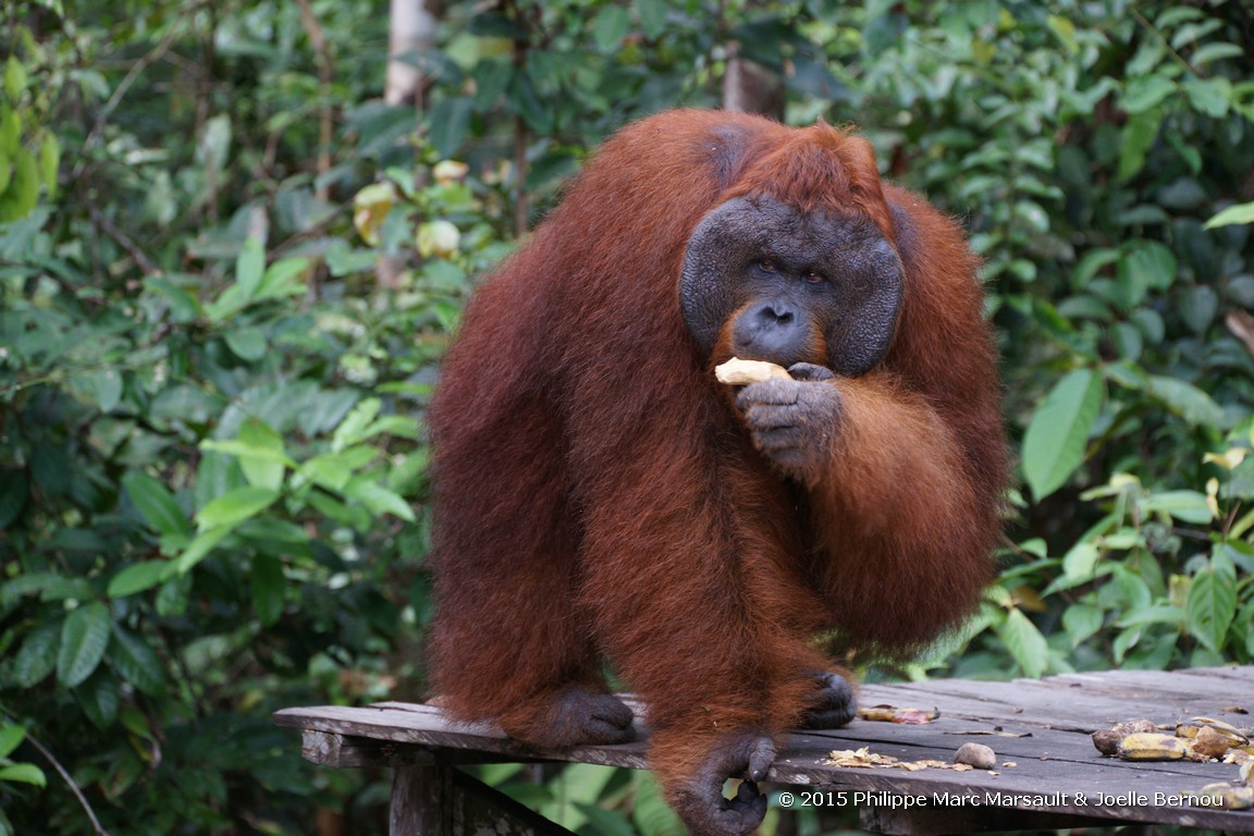 /ecran/Borneo_Bali_2015_0438.jpg