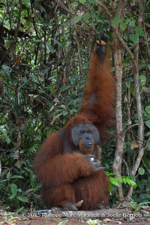 /ecran/Borneo_Bali_2015_0456.jpg
