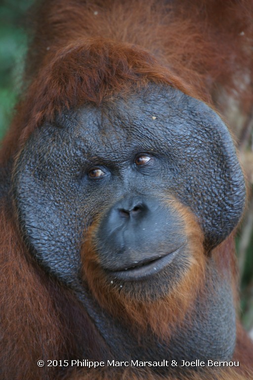 /ecran/Borneo_Bali_2015_0464.jpg