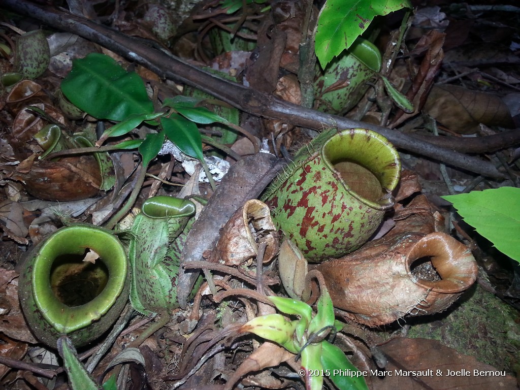 /ecran/Borneo_Bali_2015_0486.jpg