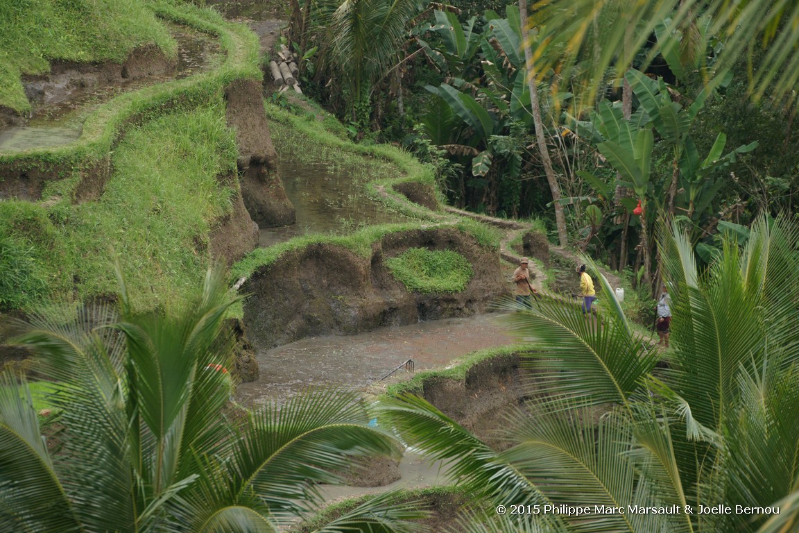 /ecran/Borneo_Bali_2015_0694.jpg