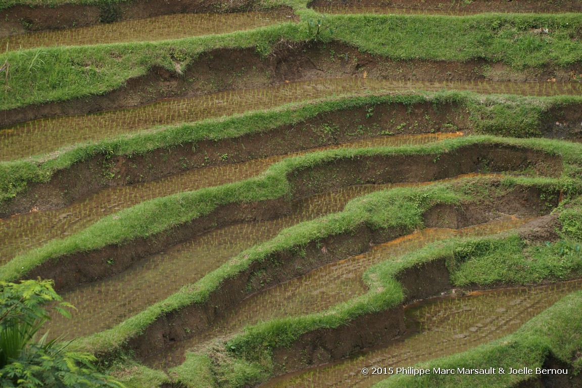 /ecran/Borneo_Bali_2015_0706.jpg