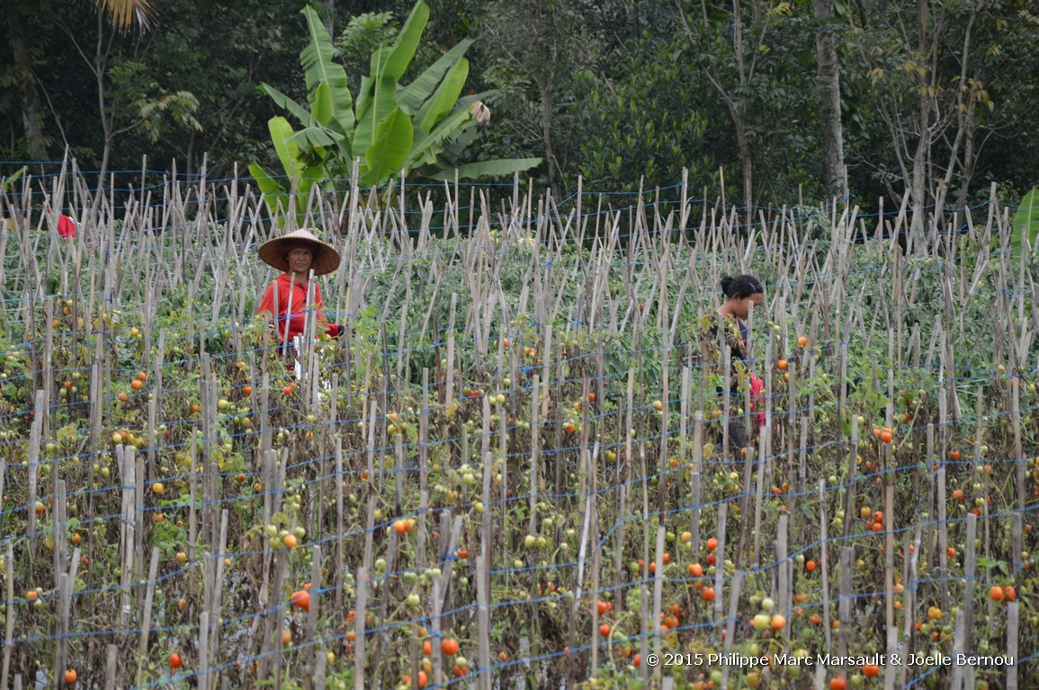 /ecran/Borneo_Bali_2015_0773.jpg