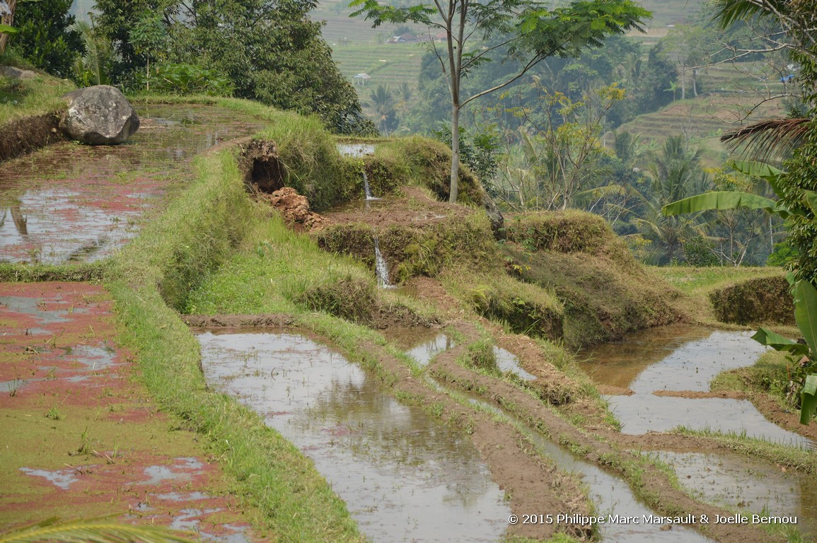 /ecran/Borneo_Bali_2015_0782.jpg