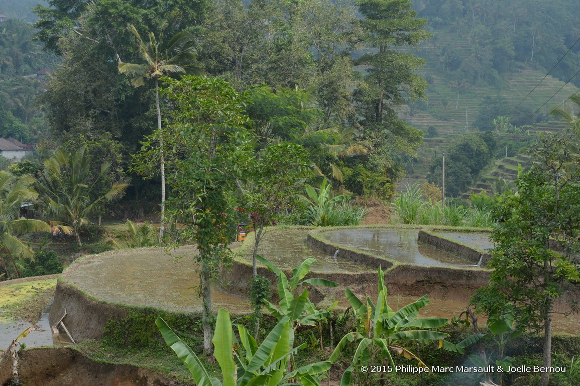 /ecran/Borneo_Bali_2015_0787.jpg