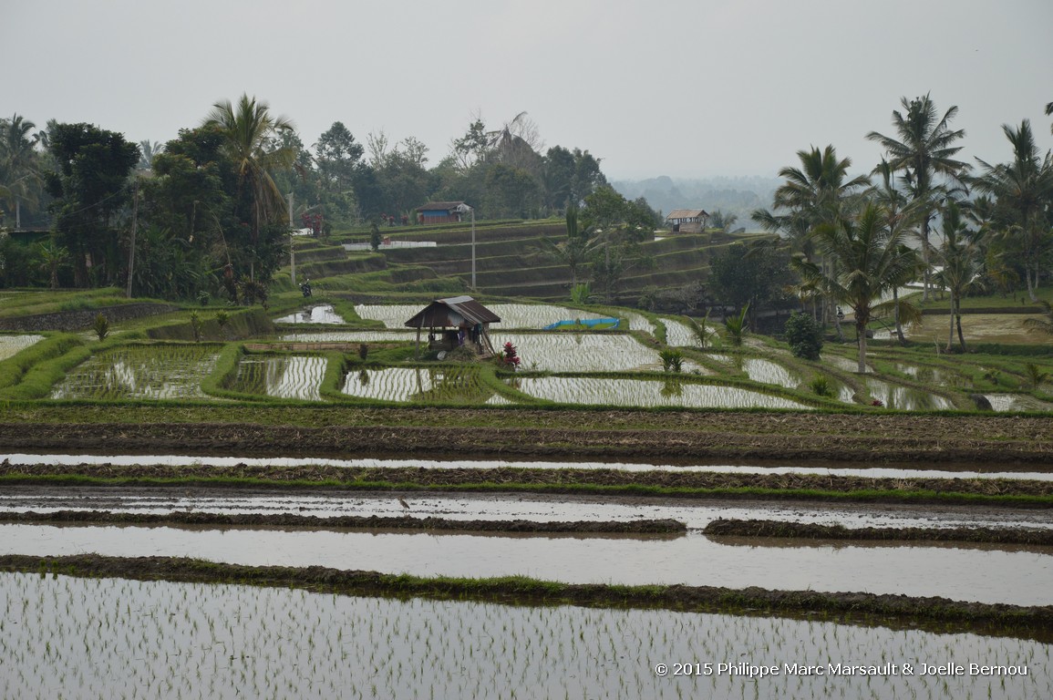 /ecran/Borneo_Bali_2015_0792.jpg