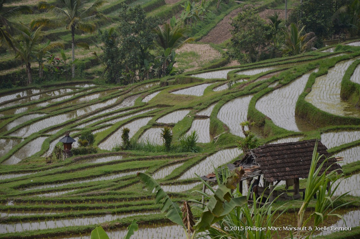 /ecran/Borneo_Bali_2015_0868.jpg