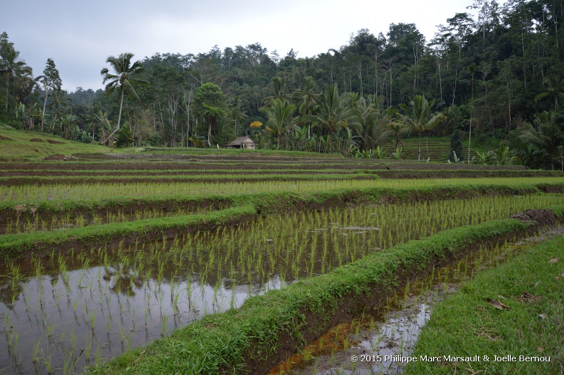 /ecran/Borneo_Bali_2015_0941.jpg