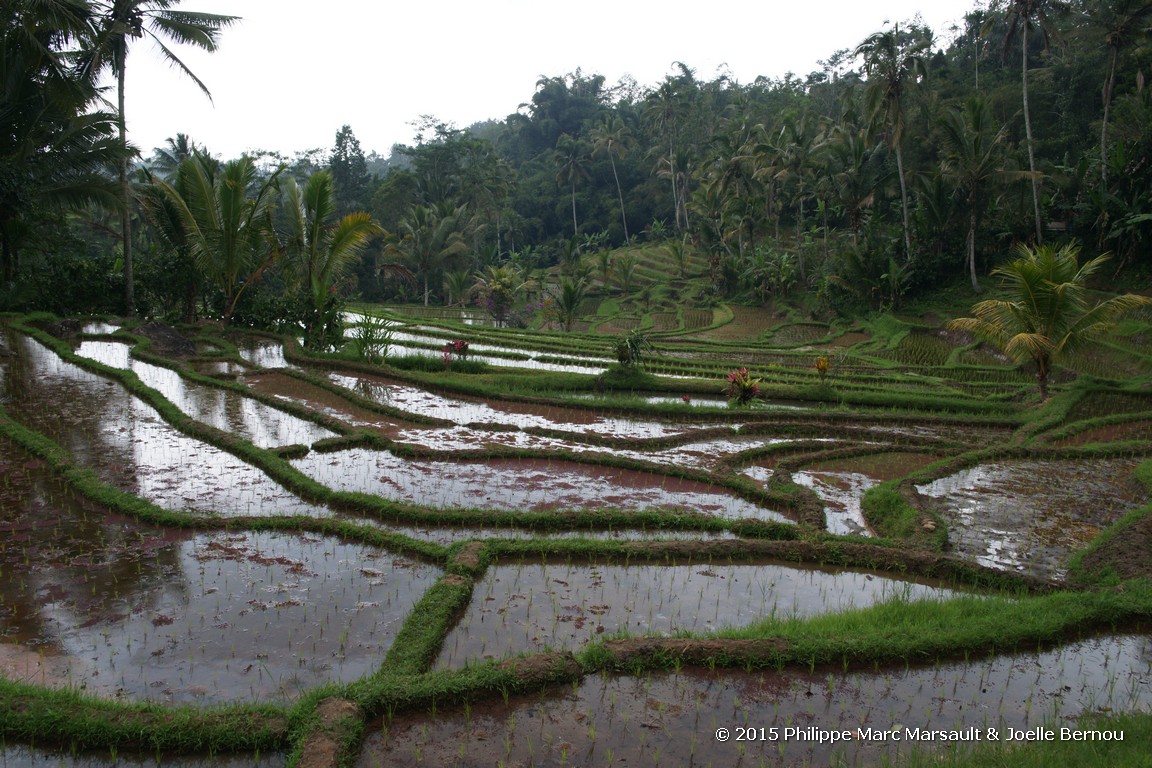 /ecran/Borneo_Bali_2015_0948.jpg