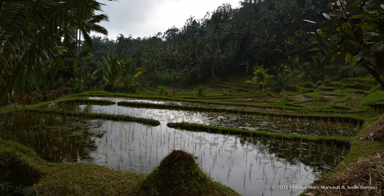 /ecran/Borneo_Bali_2015_0955.jpg