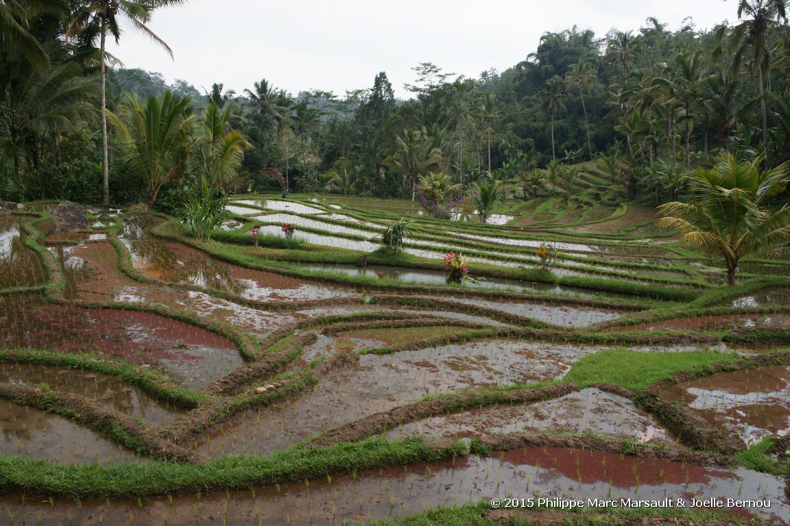 /ecran/Borneo_Bali_2015_0962.jpg