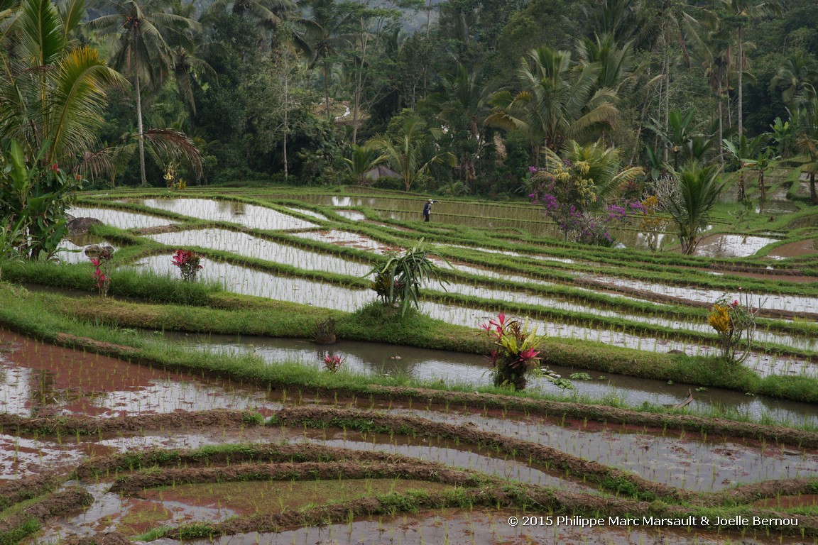 /ecran/Borneo_Bali_2015_0966.jpg