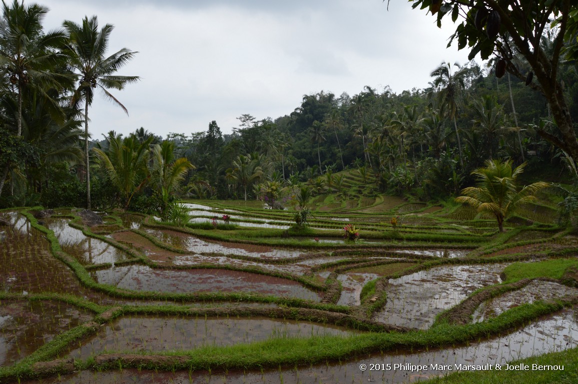 /ecran/Borneo_Bali_2015_0970.jpg