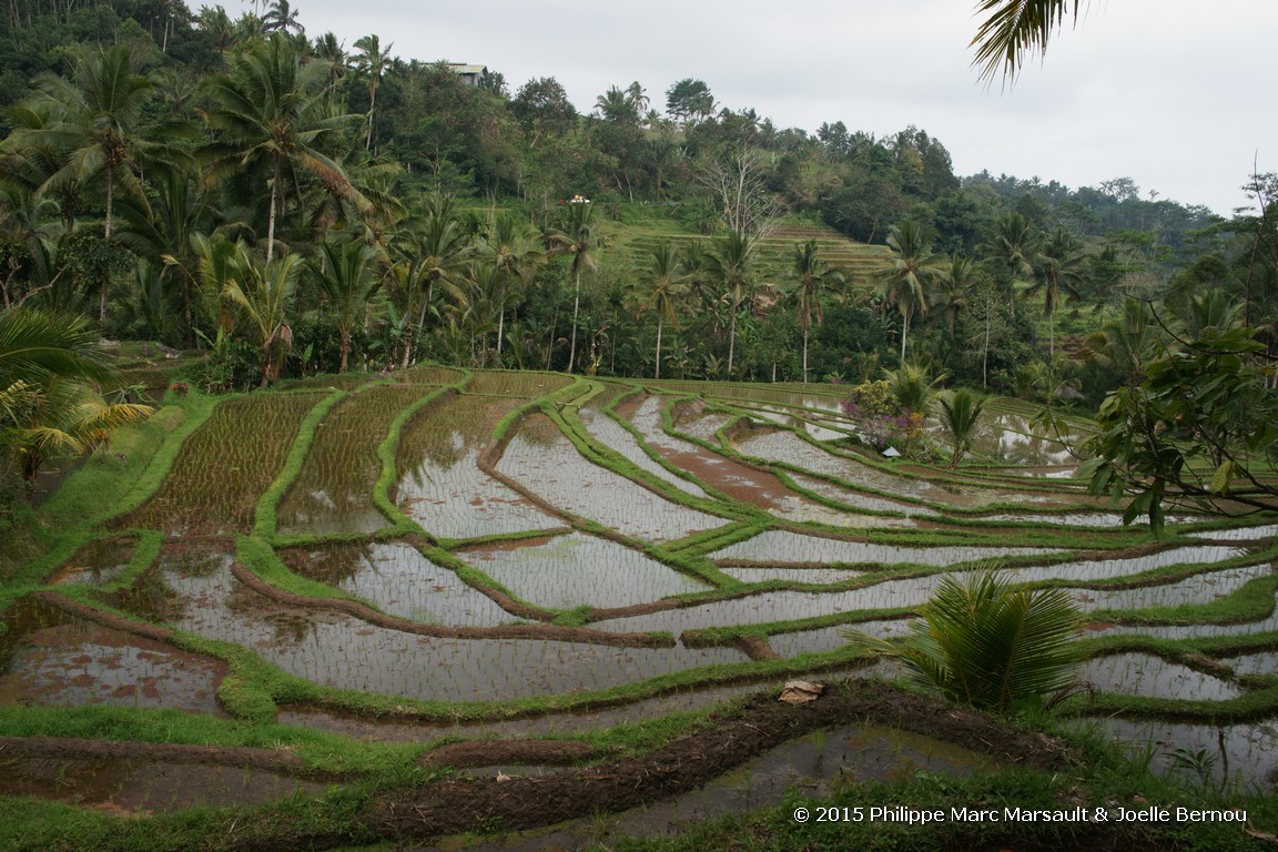 /ecran/Borneo_Bali_2015_0974.jpg