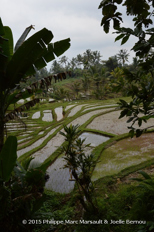 /ecran/Borneo_Bali_2015_0976.jpg