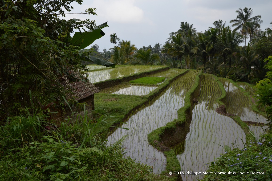 /ecran/Borneo_Bali_2015_0983.jpg