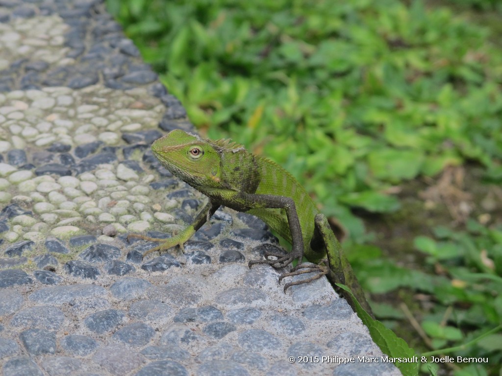 /ecran/Borneo_Bali_2015_1042.jpg