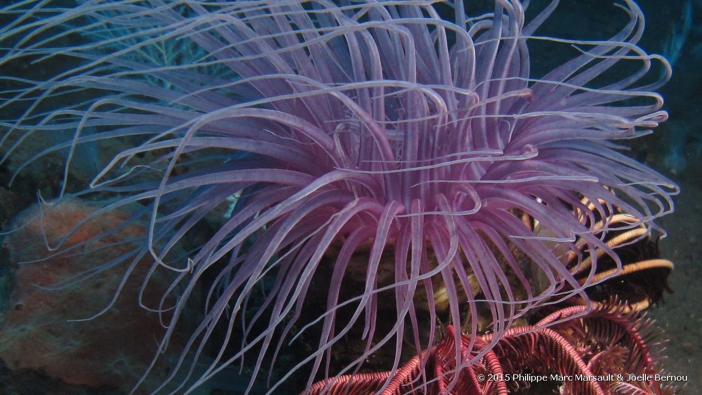 /ecran/Borneo_Bali_2015_1440.jpg