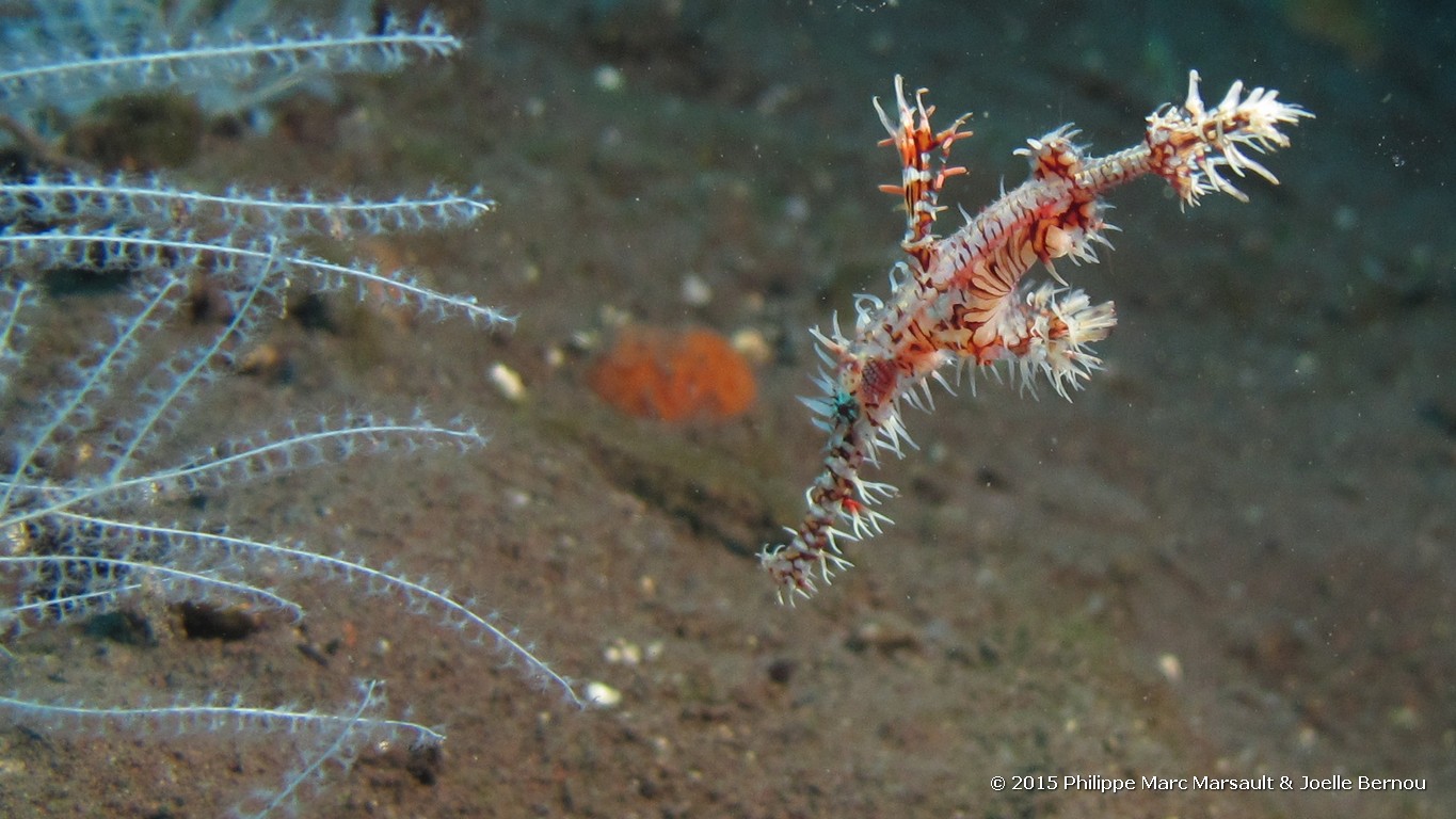 /ecran/Borneo_Bali_2015_1443.jpg