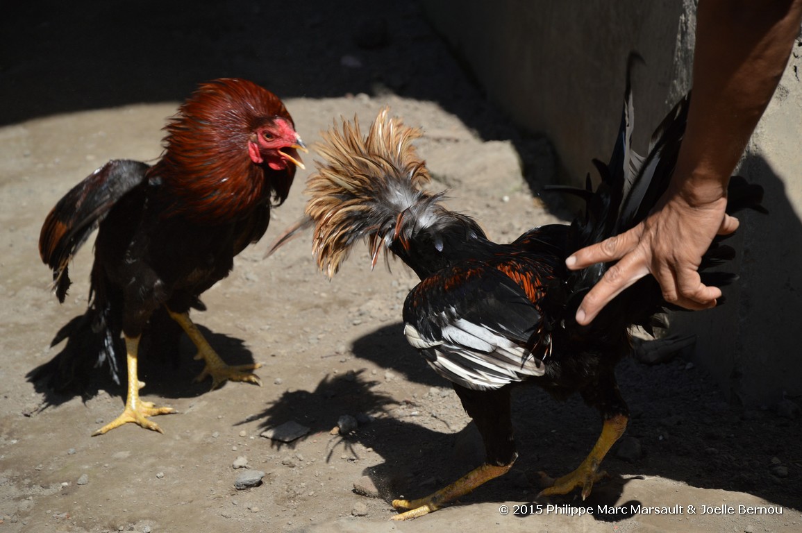 /ecran/Borneo_Bali_2015_1464.jpg