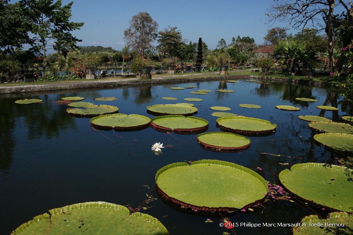 /ecran/Borneo_Bali_2015_1500.jpg