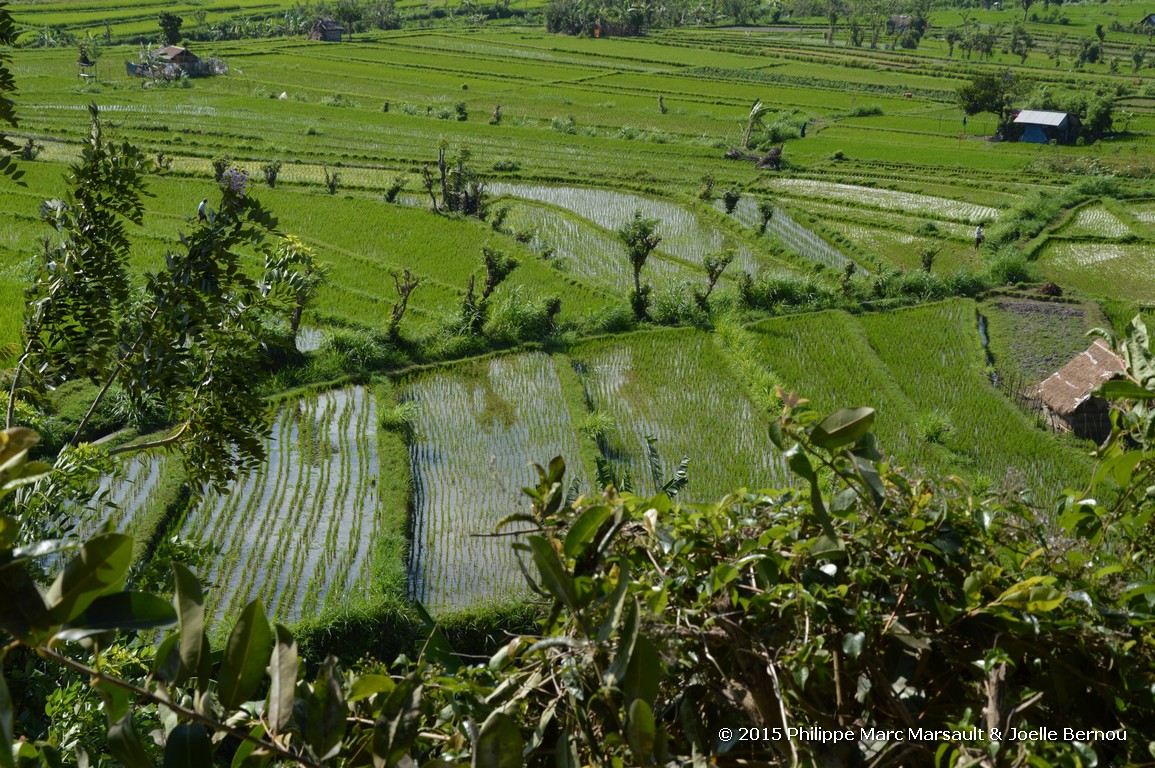 /ecran/Borneo_Bali_2015_1544.jpg