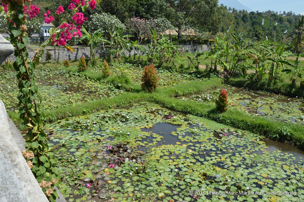 /ecran/Borneo_Bali_2015_1585.jpg