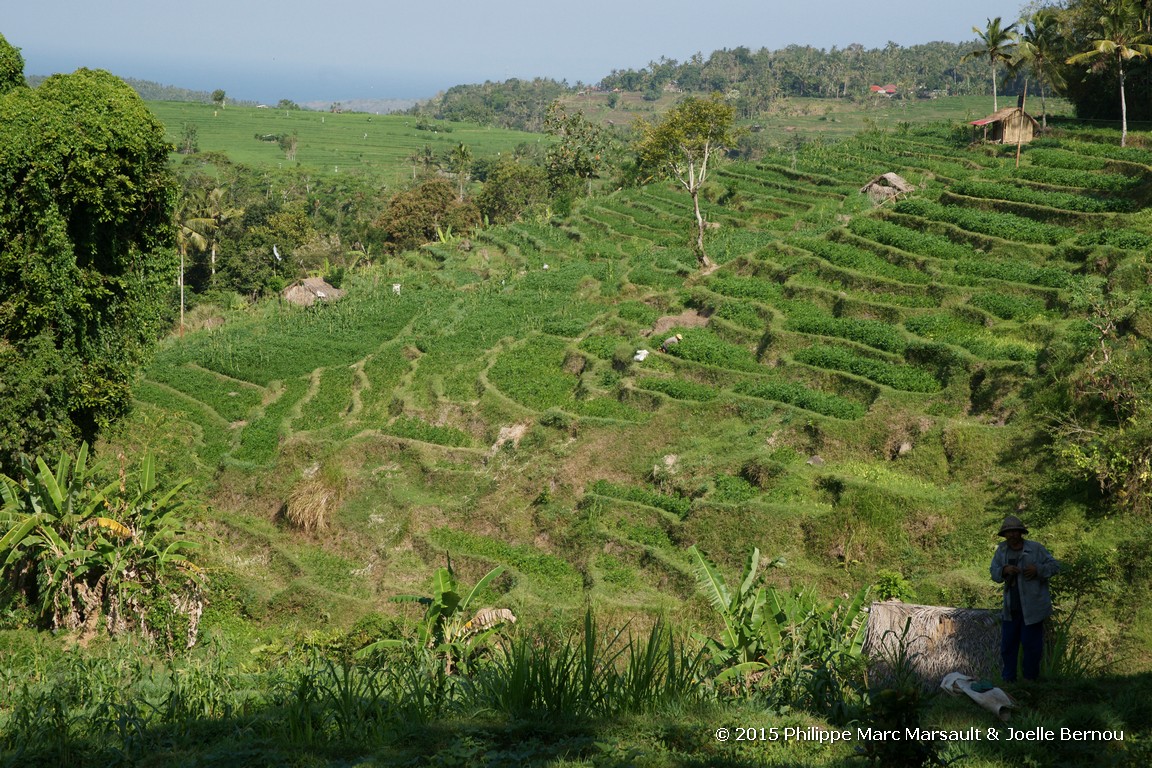 /ecran/Borneo_Bali_2015_1715.jpg