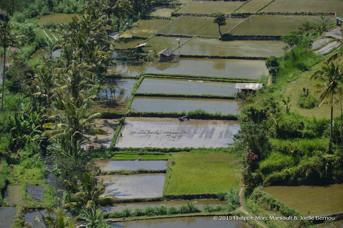 /ecran/Borneo_Bali_2015_1825.jpg