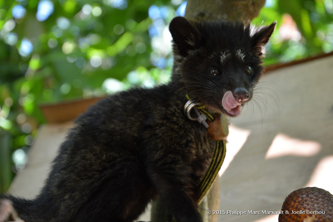 /ecran/Borneo_Bali_2015_1828.jpg