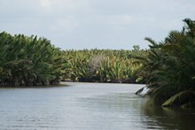 vignette Borneo_Bali_2015_0051.jpg 