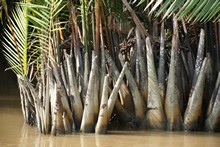 vignette Borneo_Bali_2015_0052.jpg 