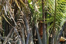 vignette Borneo_Bali_2015_0059.jpg 