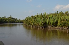 vignette Borneo_Bali_2015_0065.jpg 