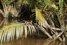 vignette Borneo_Bali_2015_0067.jpg 
