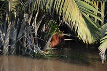 vignette Borneo_Bali_2015_0069.jpg 