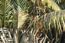 vignette Borneo_Bali_2015_0071.jpg 