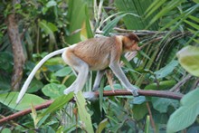 vignette Borneo_Bali_2015_0076.jpg 