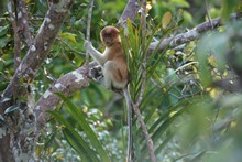 vignette Borneo_Bali_2015_0079.jpg 